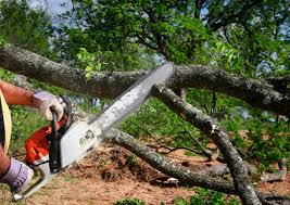 Professional  Tree Services in Valparaiso, FL